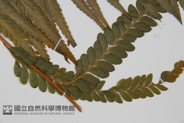 光葉鱗蓋蕨藏品圖，第3張