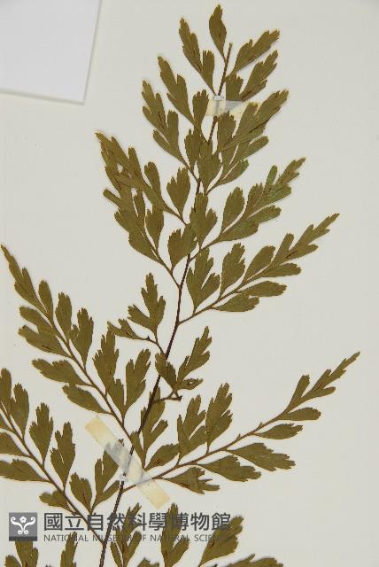 大黑柄鐵角蕨、黃鱗鐵角蕨、大羽鐵角蕨藏品圖，第3張