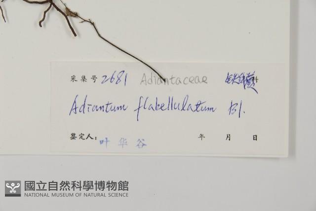 扇葉鐵線蕨藏品圖，第2張