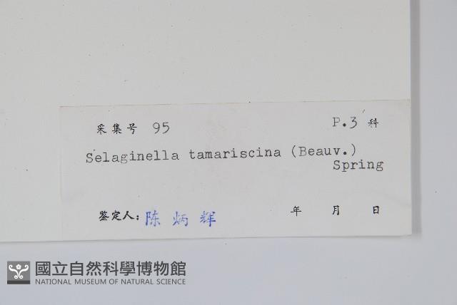 萬年松藏品圖，第2張