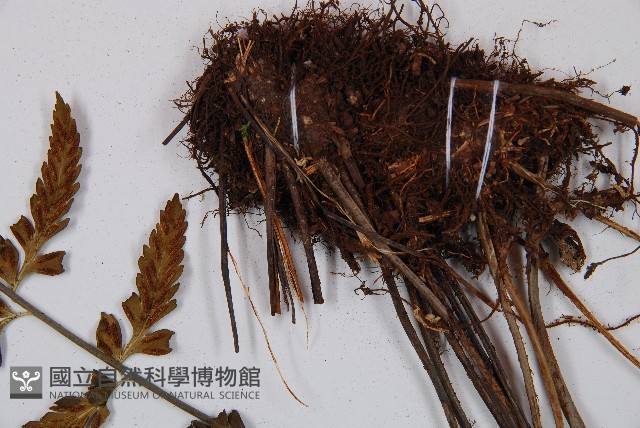 吉永鐵角蕨、斜葉鐵角蕨藏品圖，第6張