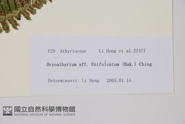 東亞假鱗毛蕨藏品圖，第3張