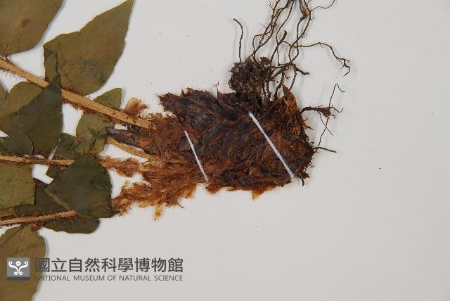 貫眾蕨藏品圖，第3張