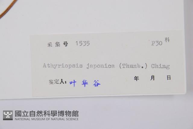 假蹄蓋蕨藏品圖，第3張