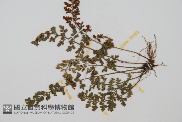 小葉鐵角蕨藏品圖，第3張
