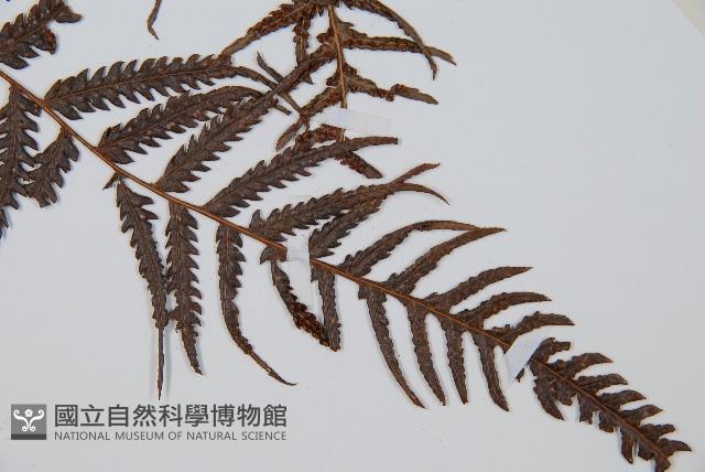 金狗毛蕨藏品圖，第3張