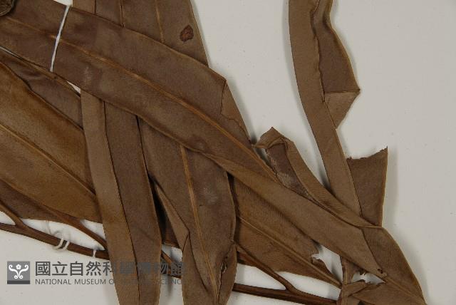 鹵蕨藏品圖，第3張