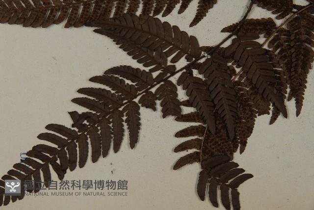 落鱗鱗毛蕨藏品圖，第3張