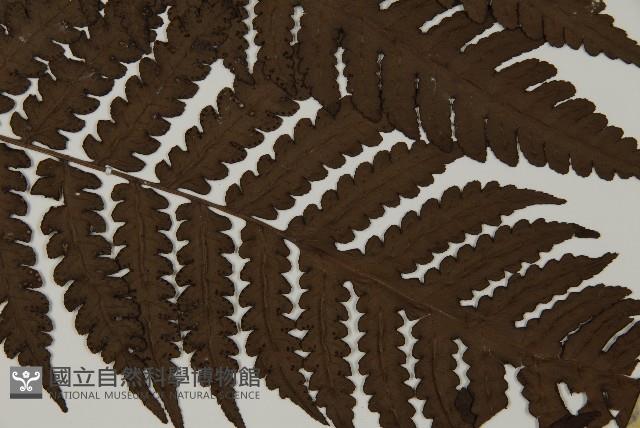 無苞蕨藏品圖，第3張