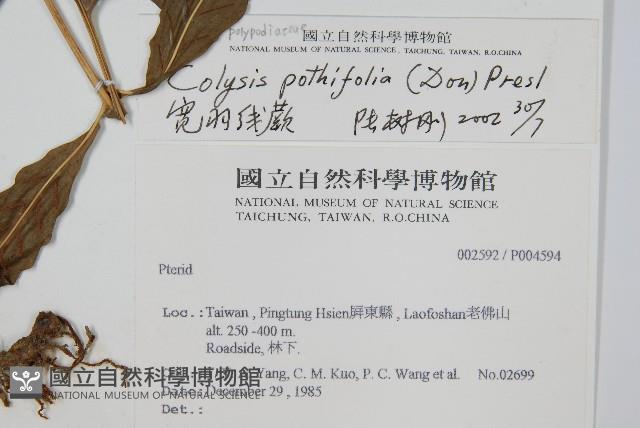 大線蕨藏品圖，第2張