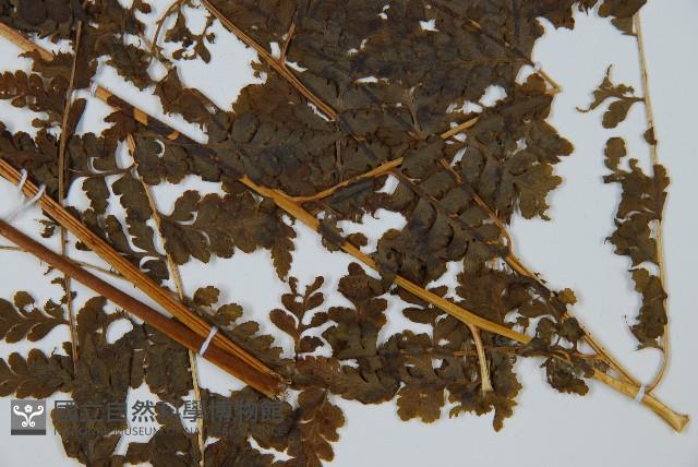 華南鱗蓋蕨藏品圖，第3張