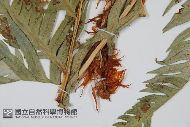 東方狗脊蕨藏品圖，第3張