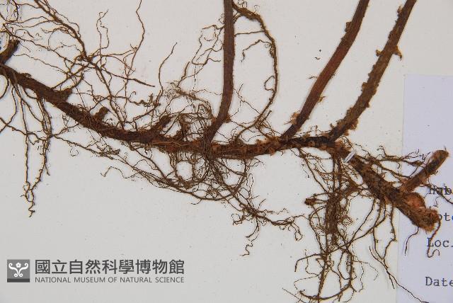 登錄號:P011394藏品圖，第3張