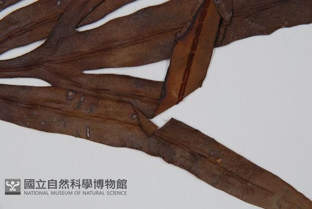 崇澍蕨藏品圖，第3張