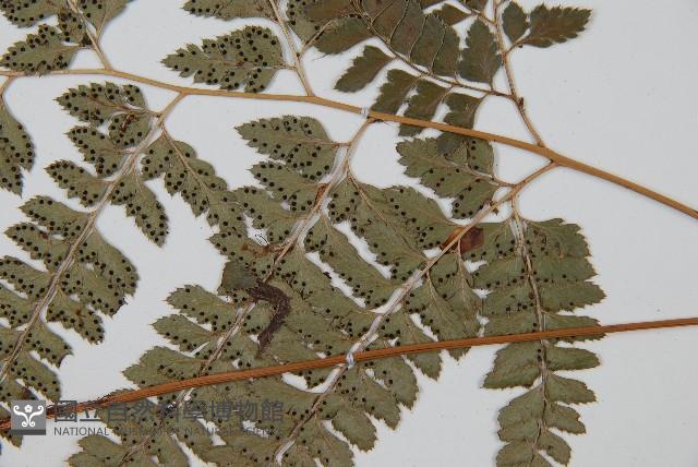 斜方複葉耳蕨藏品圖，第3張