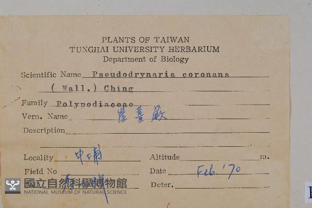 崖薑蕨藏品圖，第2張