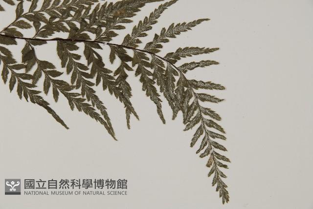 粉葉蕨藏品圖，第3張