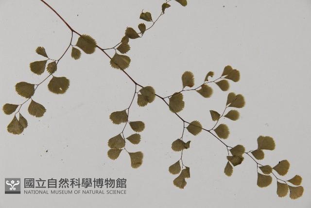 長蓋鐵線蕨藏品圖，第3張