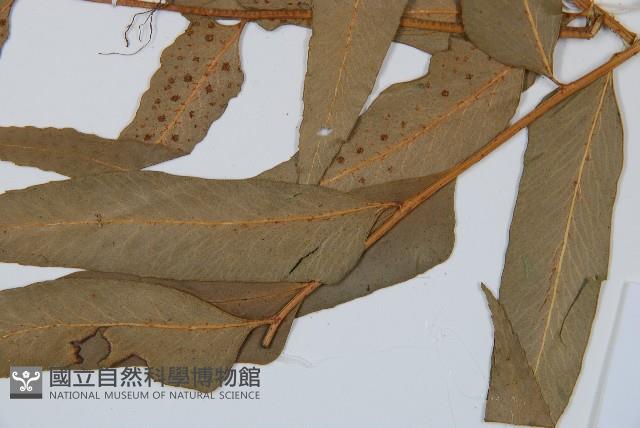 狹葉貫眾蕨藏品圖，第3張