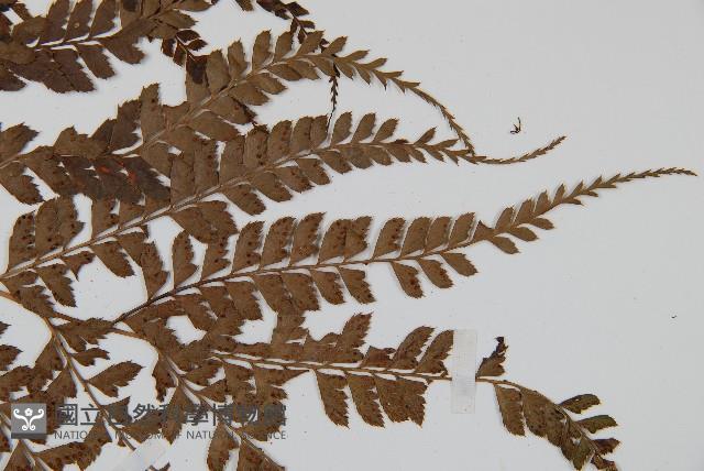 斜方複葉耳蕨藏品圖，第3張