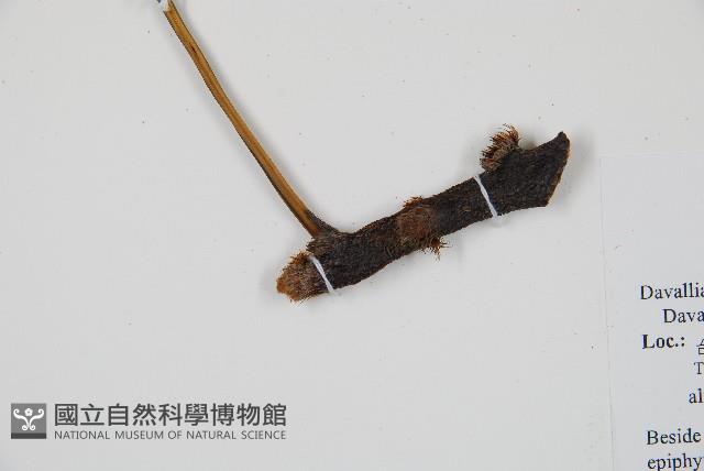 闊葉骨碎補藏品圖，第3張