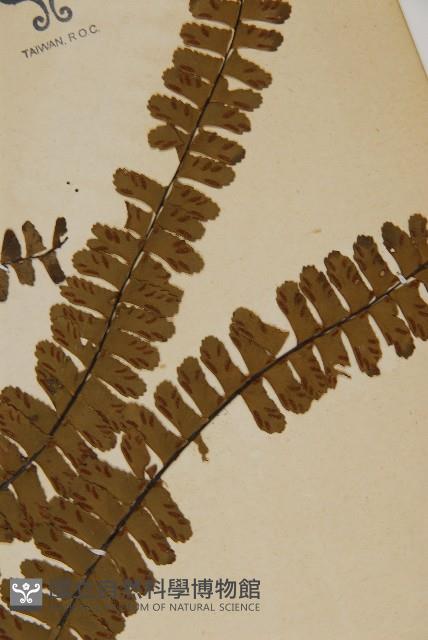 生芽鐵角蕨藏品圖，第3張