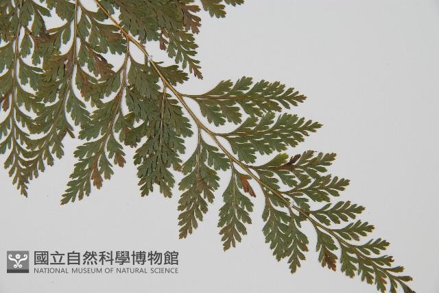 海州骨碎補藏品圖，第3張