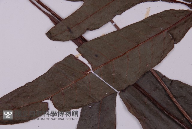 沙皮蕨藏品圖，第3張