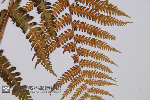 登錄號:P003894藏品圖，第3張