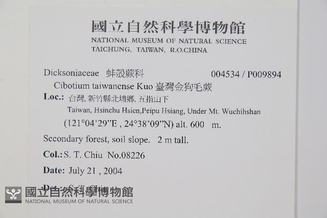 臺灣金狗毛蕨藏品圖，第2張