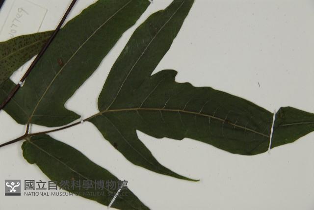 紫柄三叉蕨藏品圖，第3張