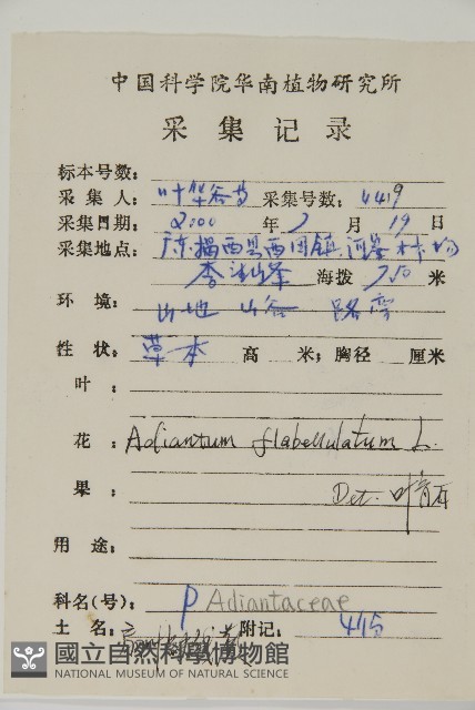 扇葉鐵線蕨藏品圖，第2張