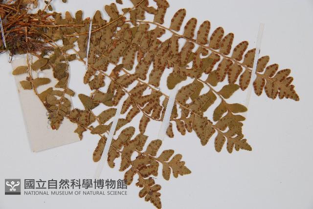 岩蕨藏品圖，第3張