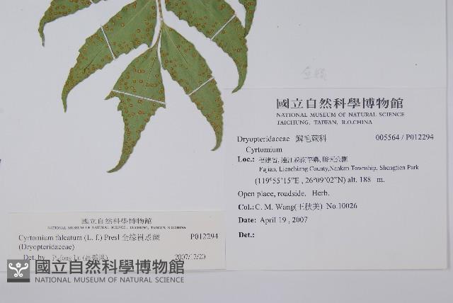 全緣貫眾蕨藏品圖，第2張