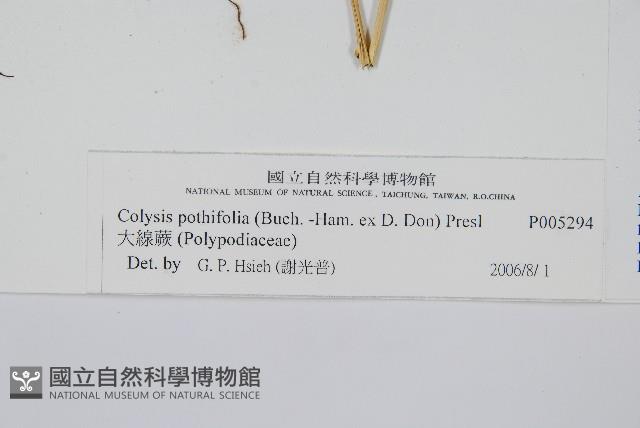 大線蕨藏品圖，第2張