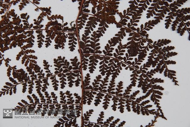 魚鱗蕨藏品圖，第3張
