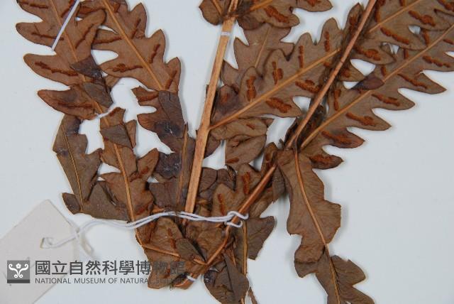 日本狗脊蕨藏品圖，第3張