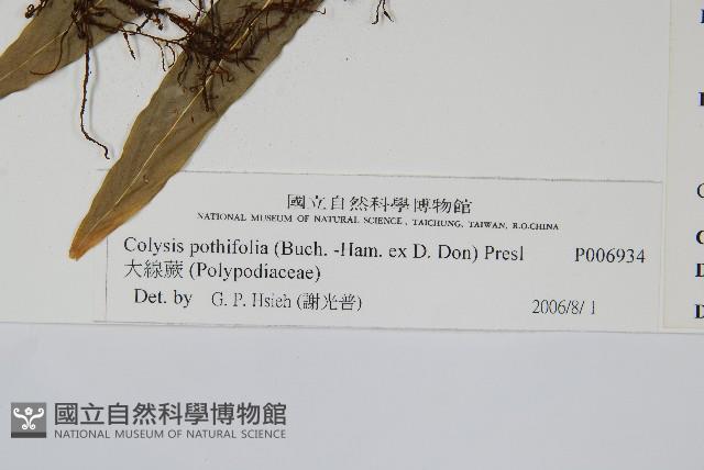 大線蕨藏品圖，第2張