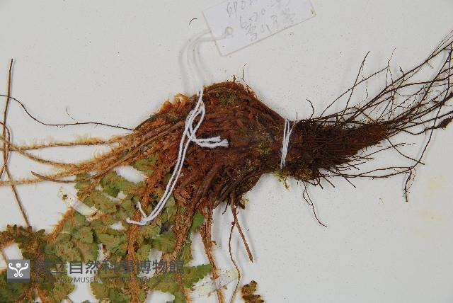密毛鱗毛蕨藏品圖，第3張