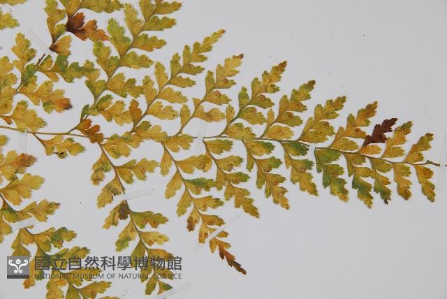 大膜蓋蕨藏品圖，第3張