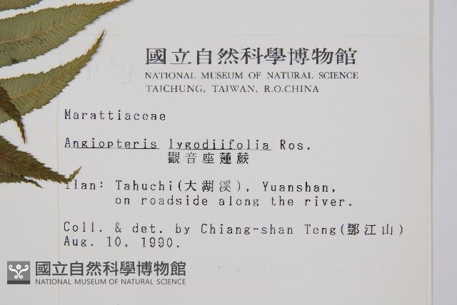 觀音座蓮藏品圖，第2張