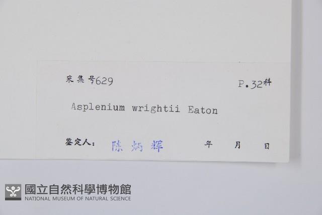 萊氏鐵角蕨藏品圖，第3張