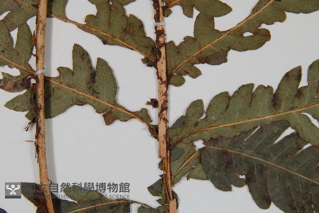 日本狗脊蕨藏品圖，第3張