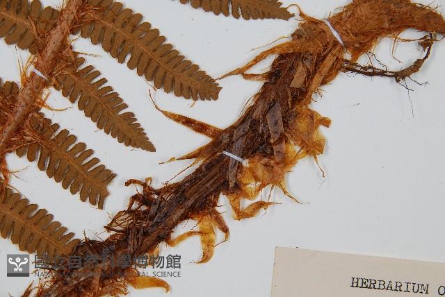 綿馬鱗毛蕨藏品圖，第1張