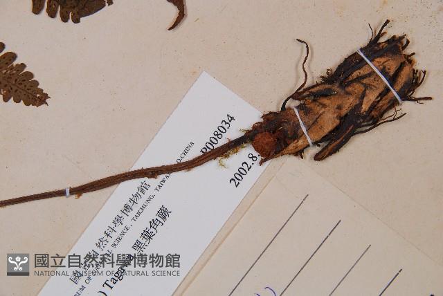 黑葉貞蕨藏品圖，第3張