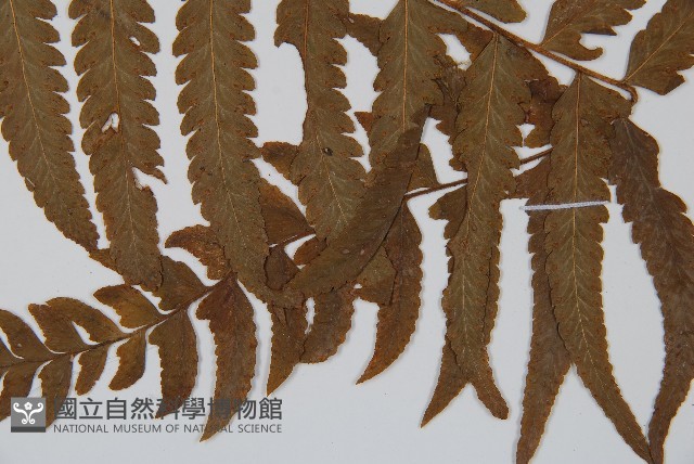 邊緣鱗蓋蕨藏品圖，第3張