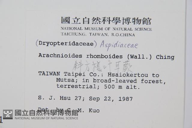 斜方複葉耳蕨藏品圖，第2張