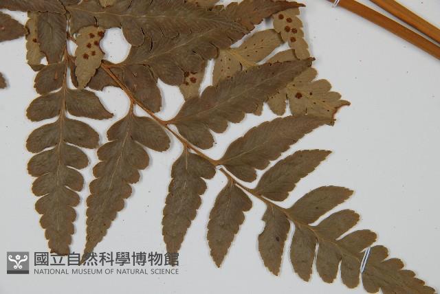 大片複葉耳蕨藏品圖，第3張
