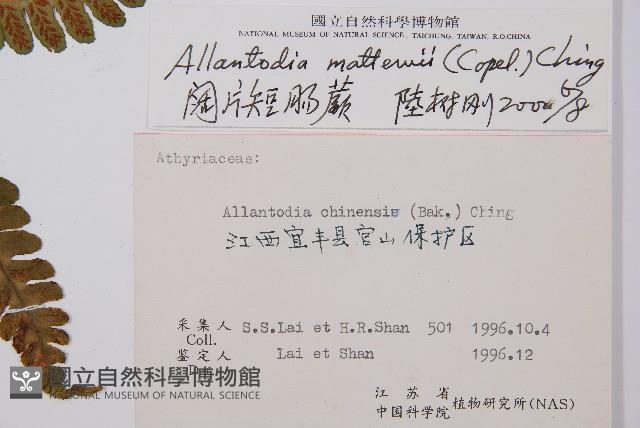 闊葉短腸蕨藏品圖，第6張