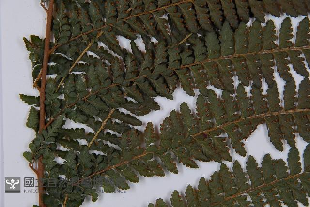 粗毛鱗蓋蕨藏品圖，第3張